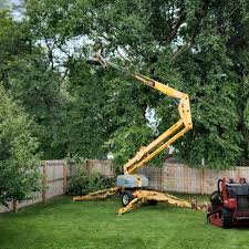 Professional Tree Services in Hailey, ID