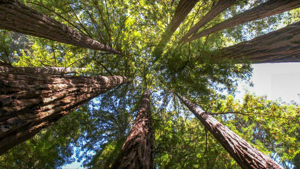 Best Tree Trimming and Pruning  in Hailey, ID